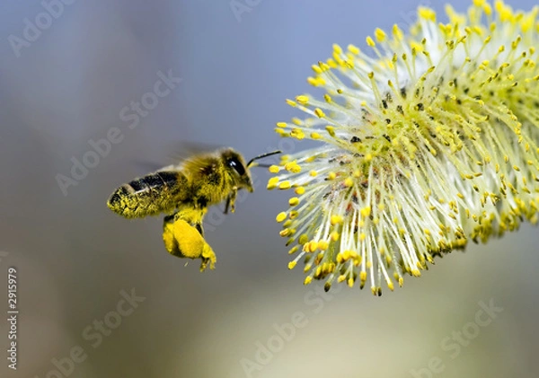 Obraz pollen covered bee