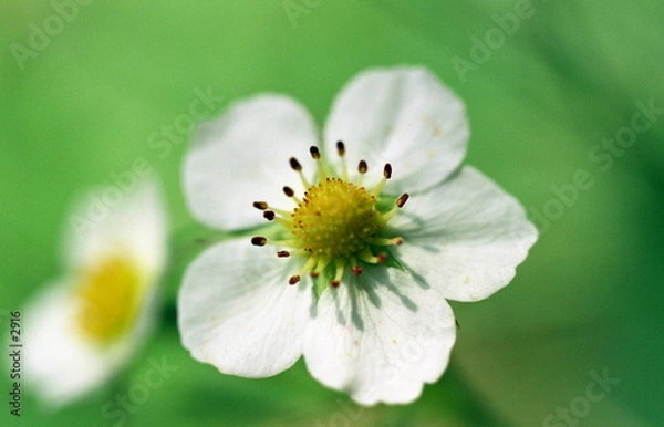 Obraz Fleur de fraise