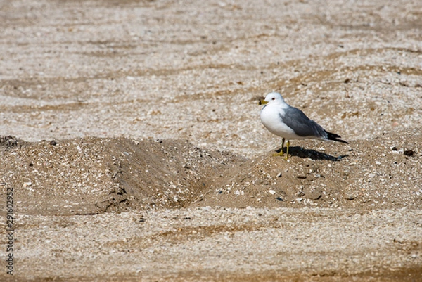 Obraz View of a Seagull walking on sandy beach