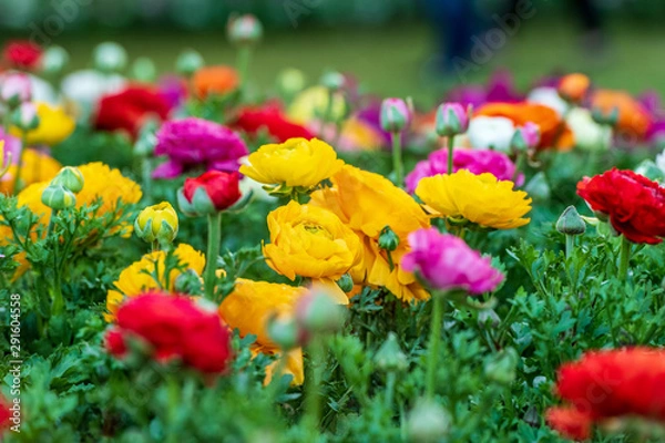 Fototapeta Floribunda Bush Roses surrounded by other flowers and green vegetation at the Carnival of Flowers in Toowoomba, Queensland, Australia.