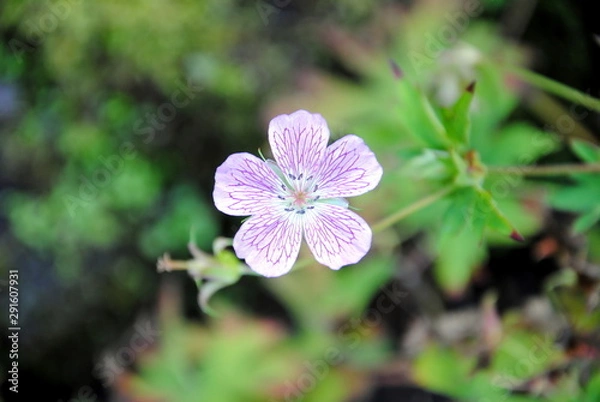 Fototapeta Close up of a single purple veined pink flower of pencilled cranesbill, veiny geranium (Geranium versicolor)