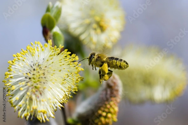 Obraz worker bee collecting pollen