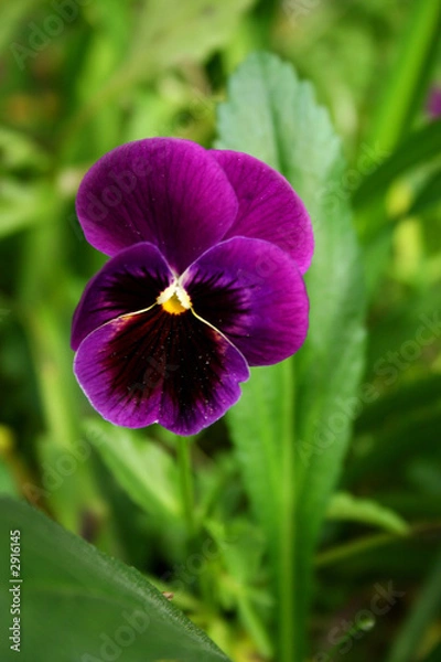 Obraz pansies