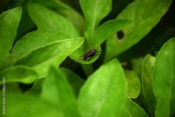 Fototapeta The big flies on the green branches