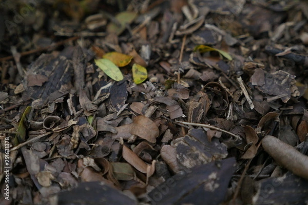 Obraz autumn leaves on the ground