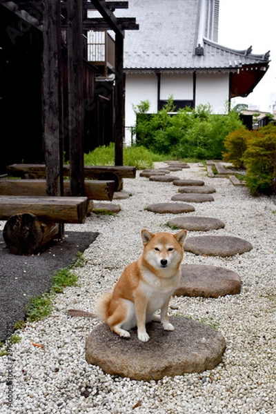 Obraz 柴犬・飛び石・和風庭園