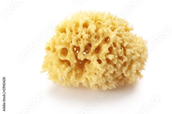 Obraz Bath sponge