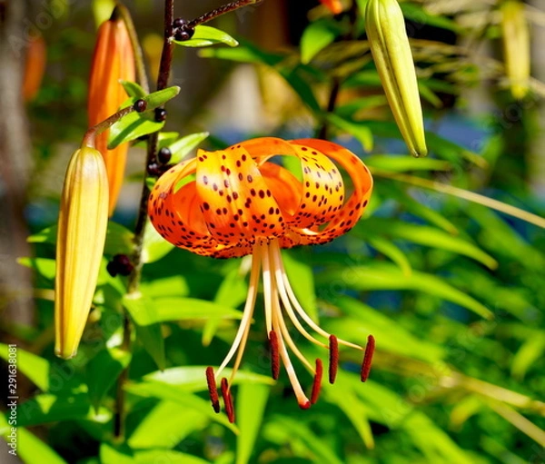 Obraz Cool Orange flower