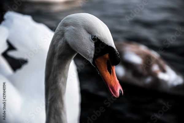 Fototapeta Swan