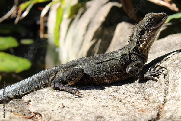 Obraz lizard on a rock