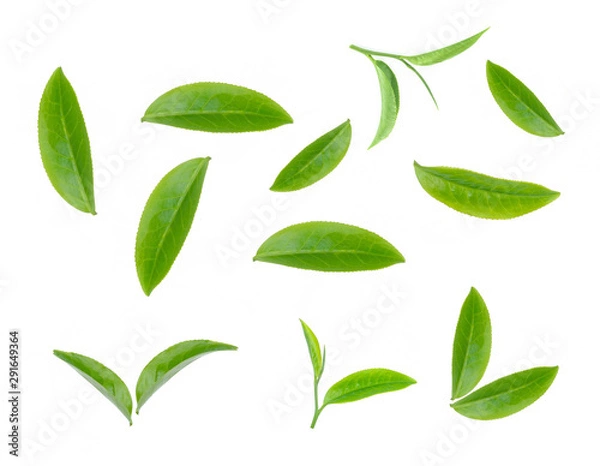 Obraz green tea leaf isolated on white background