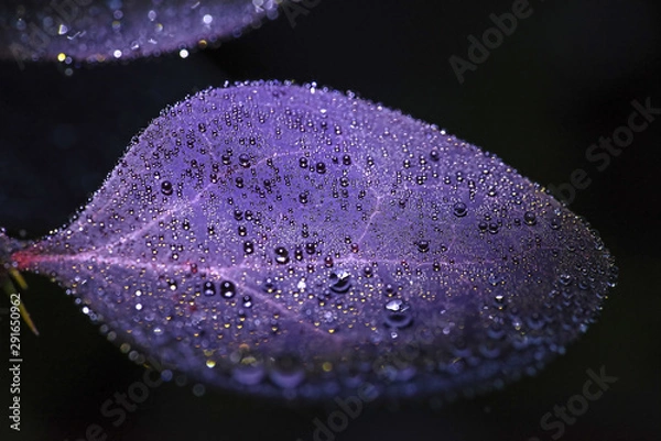 Obraz dew on the sheet