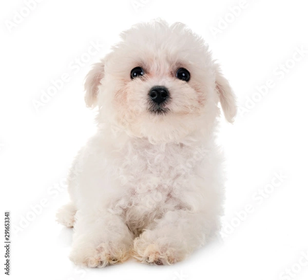 Obraz Bichon Frise in studio