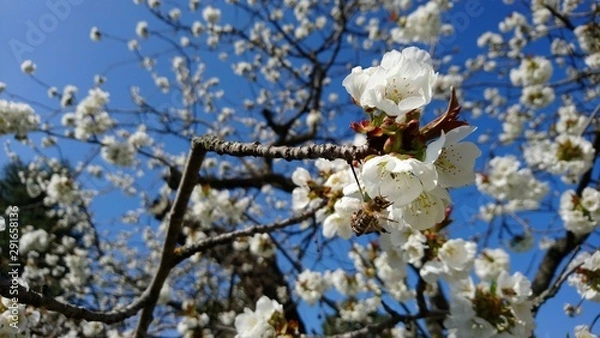 Obraz blossoming cherry tree