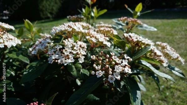 Obraz blossoming garden