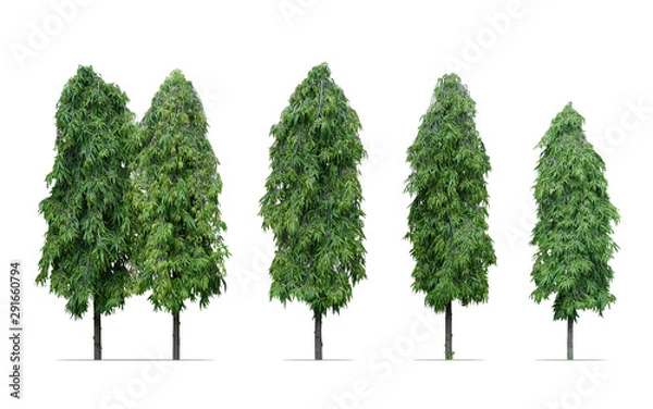 Fototapeta trees isolated on white background