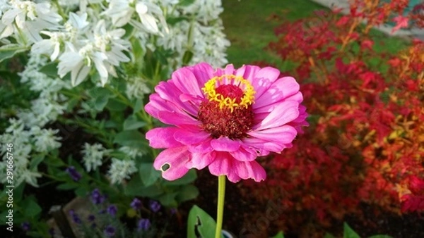 Obraz Summer Flower 2