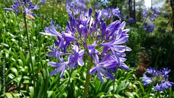 Obraz African Lily 2