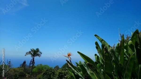 Obraz bird of paradise