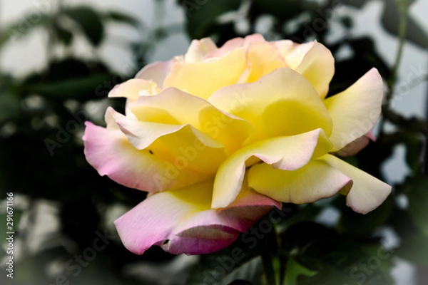 Obraz selective color of yellow pink rose blossom