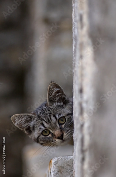 Obraz Chaton