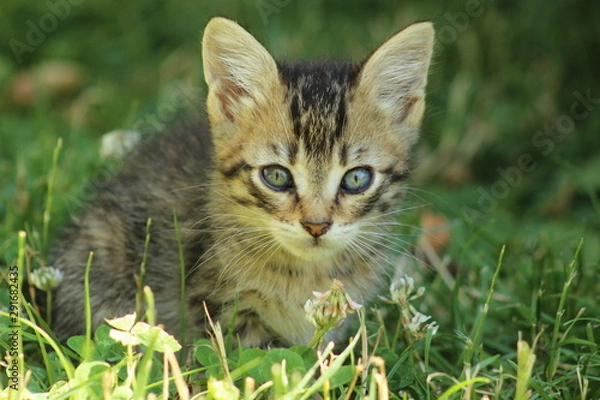 Fototapeta chaton prise n°2