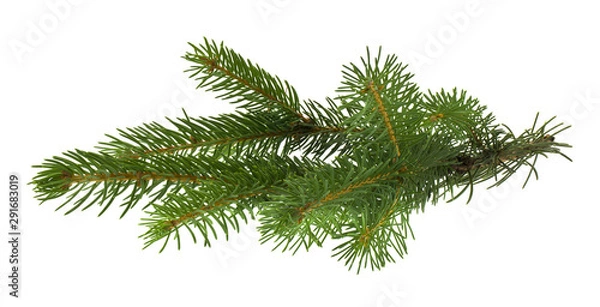 Fototapeta Christmas tree branch isolated on white background