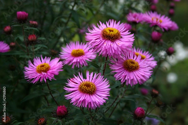 Obraz summer flowers