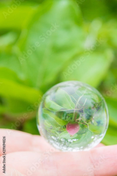 Fototapeta Reflection of a small young Apple in a glass transparent ball