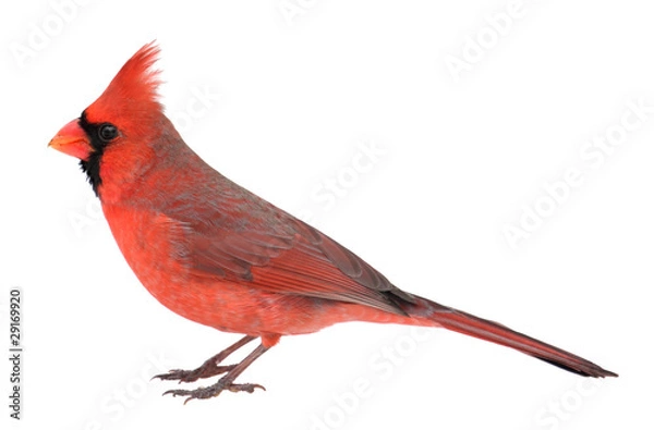 Fototapeta Northern Cardinal, Cardinalis Cardinalis, izolowany