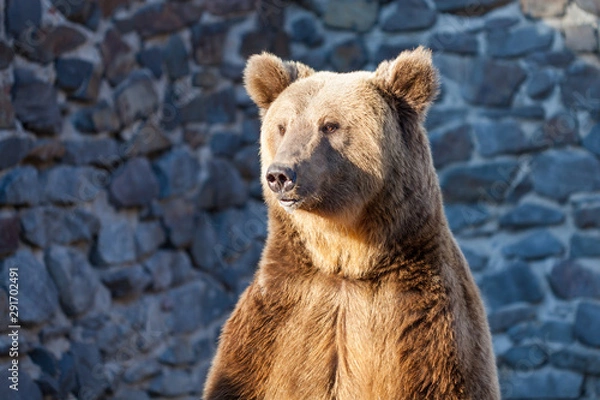 Fototapeta Brown bear at the zoo