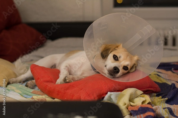 Fototapeta Little dog wearing collar neck in the shape of a cone for protection its to scratch