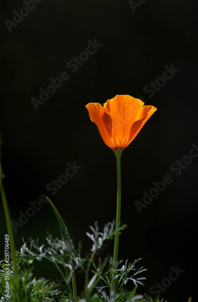 Obraz Pavot de Californie