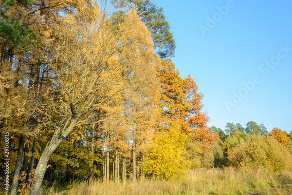Fototapeta Early autumn in the forest