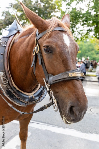 Fototapeta Pferd auf Oktoberfest20191