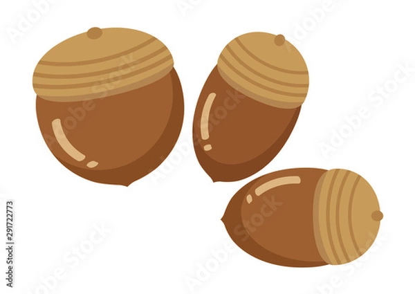 Fototapeta どんぐり