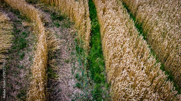 Fototapeta wheat ears field aerial shot
