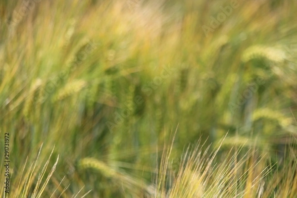 Fototapeta field of wheat