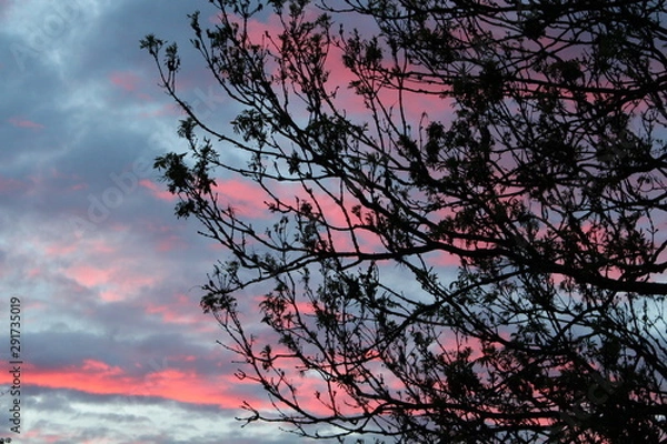 Fototapeta tree at sunset