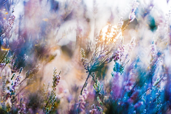 Obraz Clear morning in the forest. Frozen blooming heather flowers closeup, Latvia