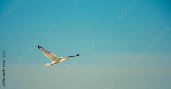 Fototapeta Seagull flying 