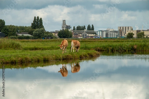 Fototapeta Landscpe with animals