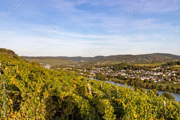 Fototapeta Panoramablick auf das Moseltal mit dem Weinort Brauneberg im Hintergrund an einem sonnigen Herbsttag kurz vor Sonnenuntergang