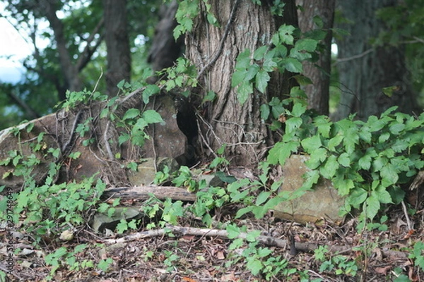 Obraz Kentucky Woods