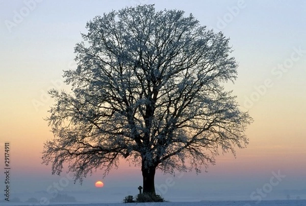 Fototapeta Majestic Oak Tree at Sunset with Frosty Branches"