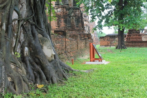 Obraz tree in the park