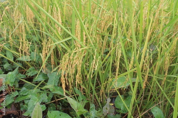 Obraz grass in the field