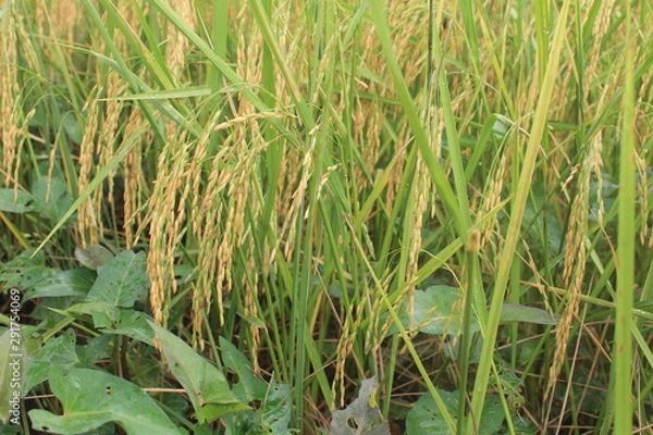 Obraz grass in the field