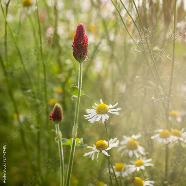 Obraz field of flowers