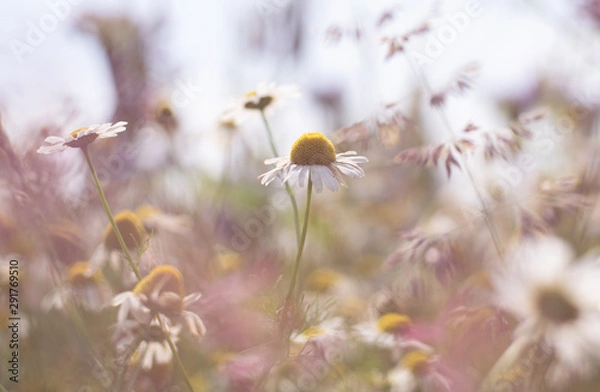 Obraz field of flowers